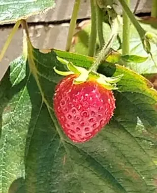 Zaļās tehnoloģijas